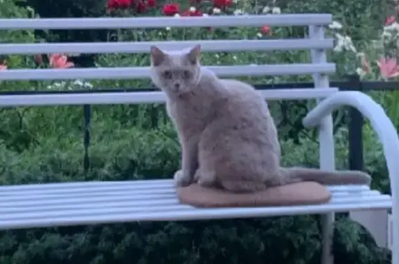Кошки потеряшки, , фото: Потеряшка кошка, Кольцевая ул. 2, Волгодонск
