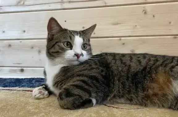 Кошки потеряшки, Набережные Челны, фото: Потеряшка кошка, Набережные Челны, 26/18