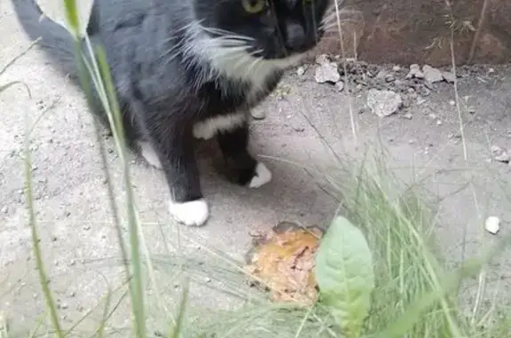 Найдена кошка, Ленинский пр., 69, Калининград