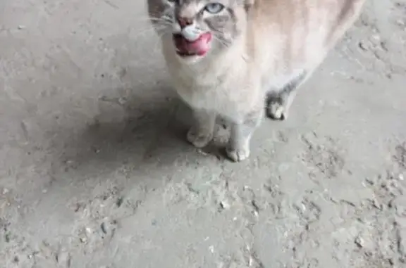 Кошка найдена, ул. Петрова, 1, Йошкар-Ола