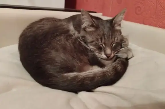 Найдена кошка, Подольск, фото: Кот найден: Литейная ул. 1/7, Подольск