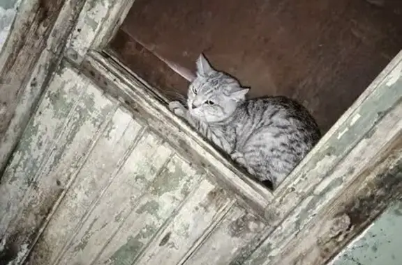 Кошка найдена на Ленинском, Усолье-Сибирское