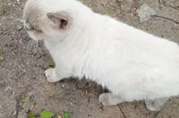 Найдена кошка, Нижний Новгород, фото: Кошка найдена: ул. Федосеенко, 7, НН
