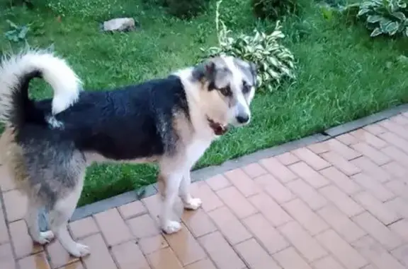 Найдена собака, ул. Макаренко 30, Тула