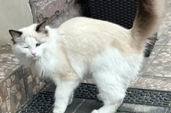 Пропала кошка, 14 Лигачёво