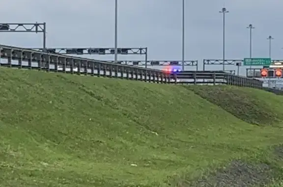 Найдена собака, Санкт-Петербург, фото: Сбитая собака на КАД, Кировский район