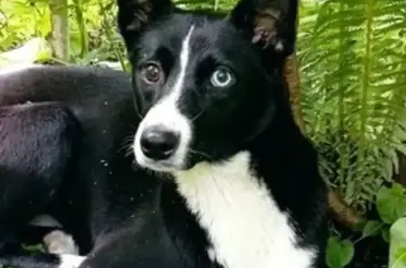 Собака найдена, ул. Миклухо-Маклая, Калининград