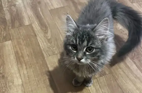 Пропала кошка, ул. Победы, 9, Нелидово