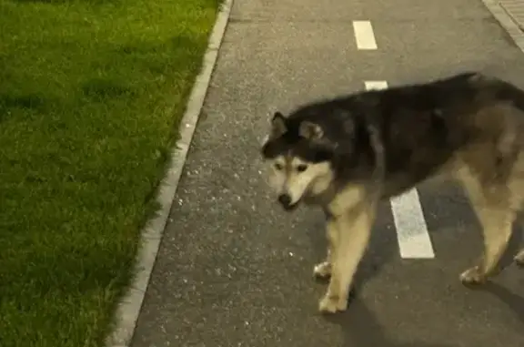 Собака найдена: Анаса Тазетдинова, 6, Казань