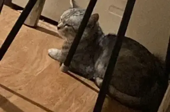 Найдена кошка, ул. Короткая 30, Волгоград