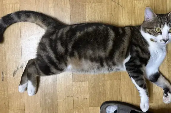 Пропала кошка, Студёный пр., 4 к6, Москва