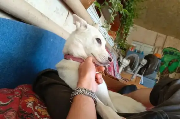 Собака найдена на ул. Фрунзе, 40, Смоленск