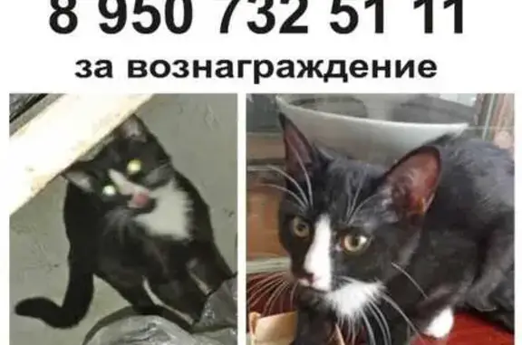 Пропала кошка, ул. Машиностроителей 36