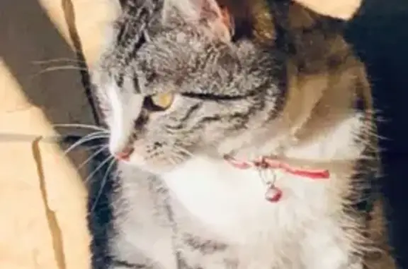 Кошки потеряшки, Кубинка, фото: Потеряшка кошка, Можайское шоссе, 28