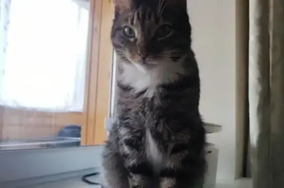 Пропала кошка, Мервинская ул., 20, Рязань