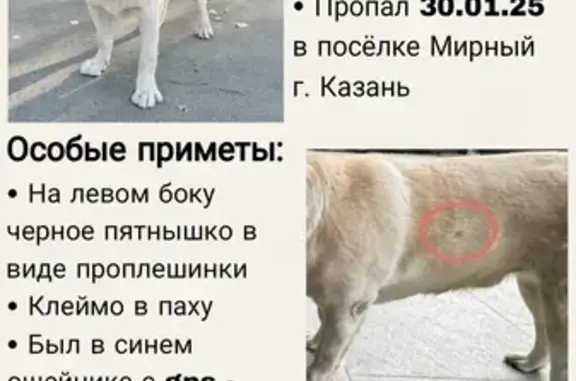 Пропала собака, Новосельская 41, Казань