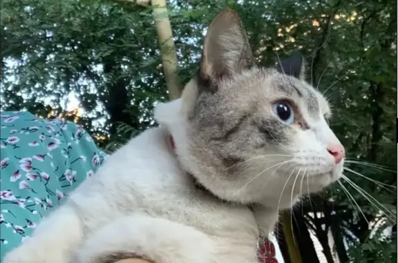 Кошки потеряшки, Астрахань, фото: Потеряшка кошка, ул. Б. Хмельницкого, 17/47