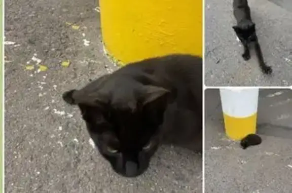 Кошка найдена: Абрамцевская ул, 24, Москва