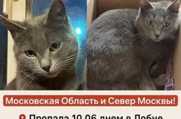 Пропала кошка на ул. Заводская, Лобня