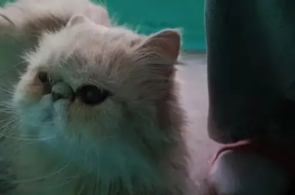 Найдена кошка, ул. Гагарина, 6, Чита