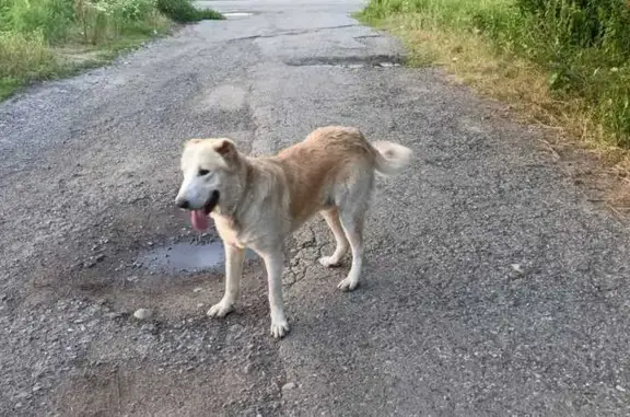 Алабай найден: Апсуа, трасса Домбай-Невинномысск