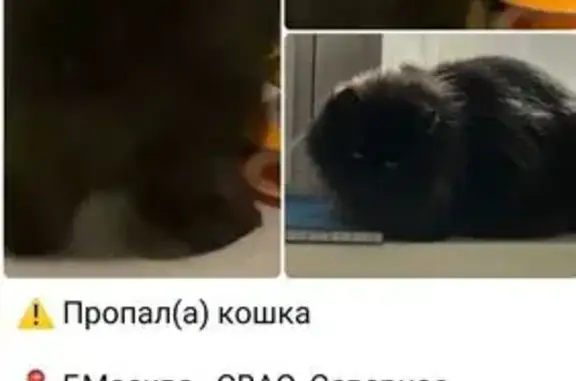 Пропала черная кошка, Полярная ул., 1