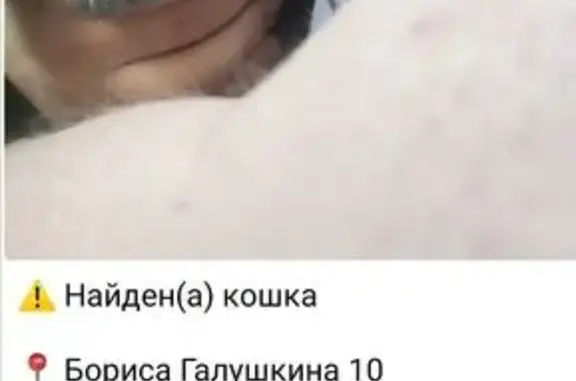 Русская голубая найдена на Галушкина, 10