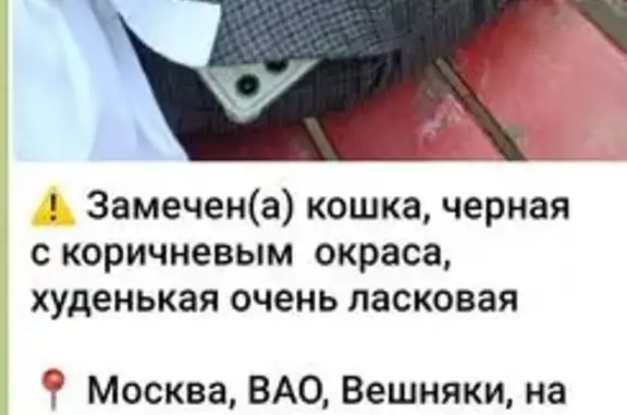 Черная кошка найдена на Косинской улице