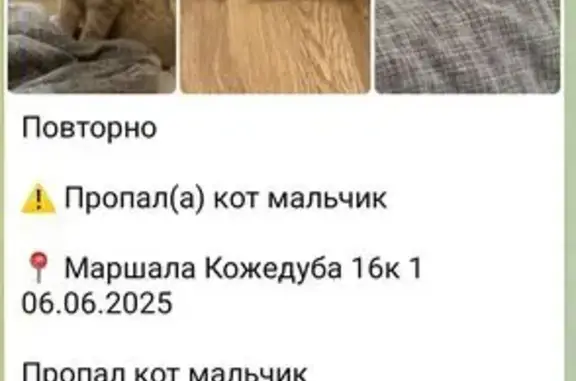 Пропала кошка, ул. Кожедуба 16 к1, Москва