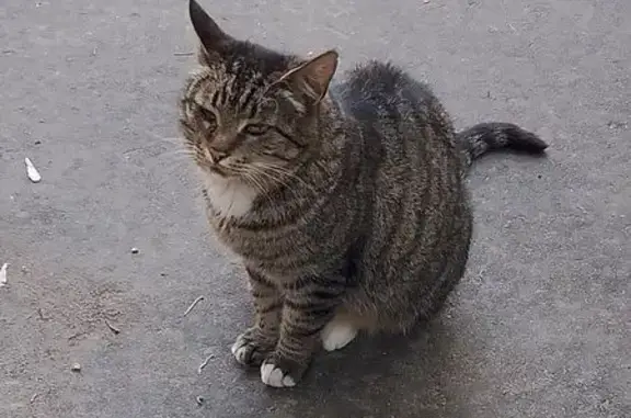 Найдена кошка, Москва, фото: Кошка найдена: Зверинецкая ул., 34, Москва