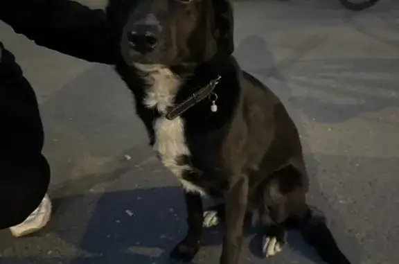 Собака найдена на Яшина, 5, Вологда