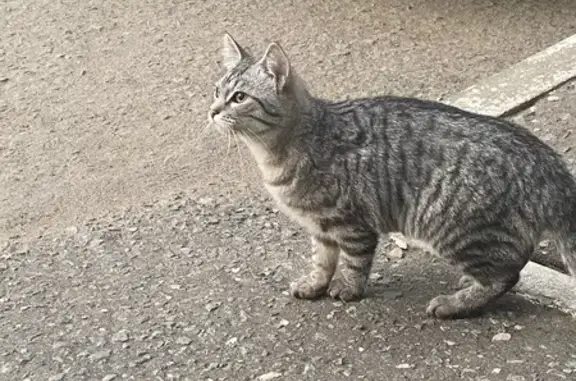 Найдена кошка, Саранск, фото: Кошка найдена: Мордовская ул, 35 к192