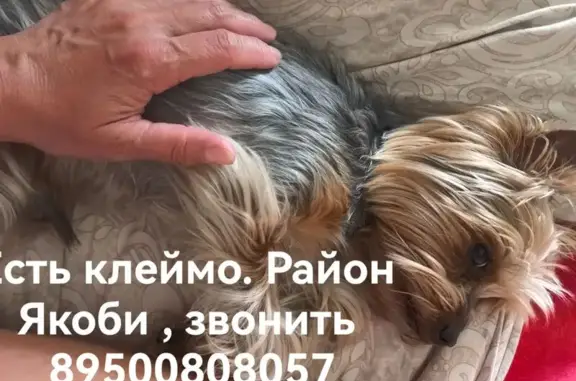 Найдена собака, Иркутск, фото: Собака найдена: ул. Якоби, Иркутск