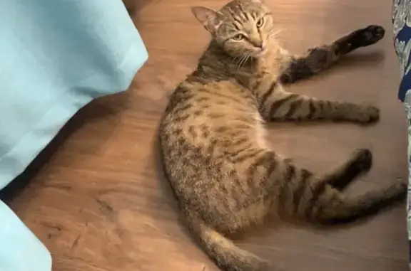 Кошка найдена: ул. 30-й Иркутской Дивизии, 26/5