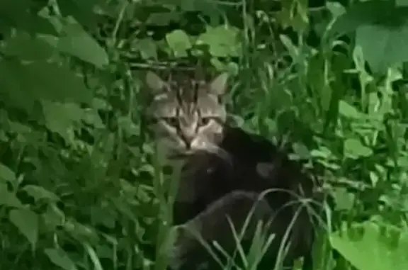 Кошка найдена на Ворошилова, 15, Пенза