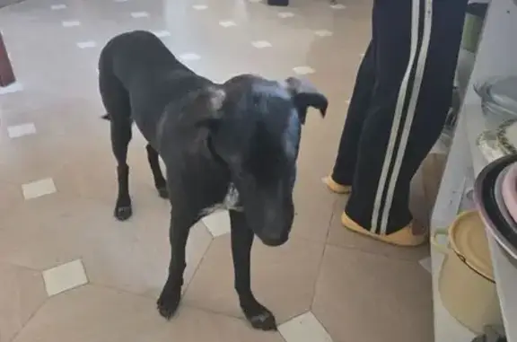 Собака найдена: Центр. пер., 14А, Тополево