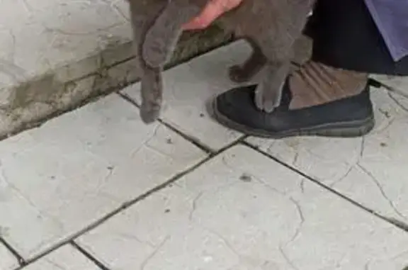 Найденные животные Нижний Тагил, фото: Кошка на Вагонке, Ленинградский пр. 46