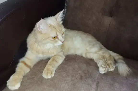 Найдена кошка, Широкая ул. 117, Новосиб.