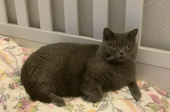 Пропала кошка Масик, Байкальский тракт 20 км