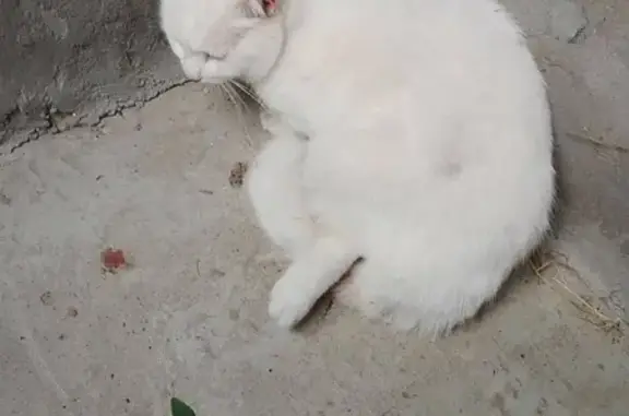 Найдена кошка, Нижний Новгород, фото: Кошка найдена: Вятская ул., 3, Н. Новгород