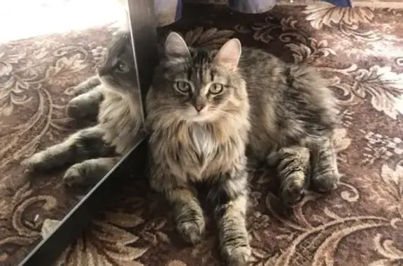 Кошки потеряшки, Свердловская область, фото: Потеряшка кошка, Новоуральск