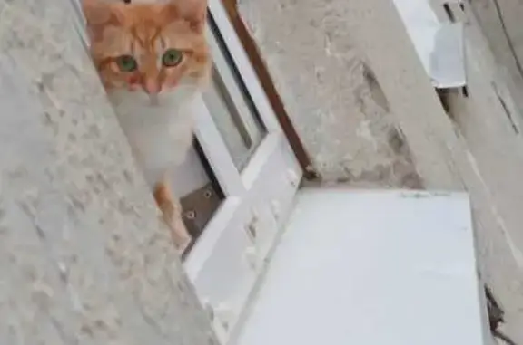 Кошки потеряшки, Сасово, фото: Потеряшка кошка, пр. Молодцова, 8, Сасово