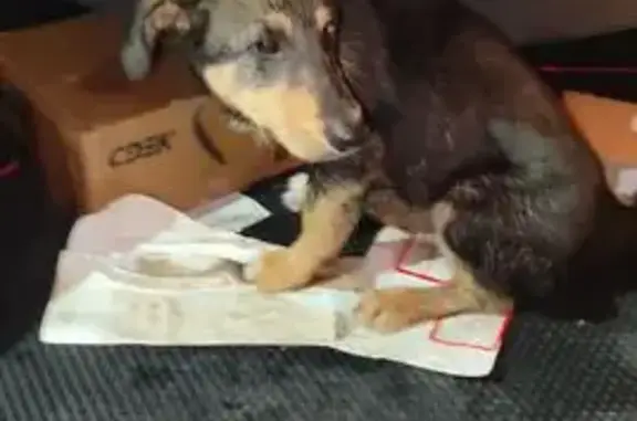 Найдена собака, Красное Поле, фото: Найдена собака: Солнечная ул., 25А