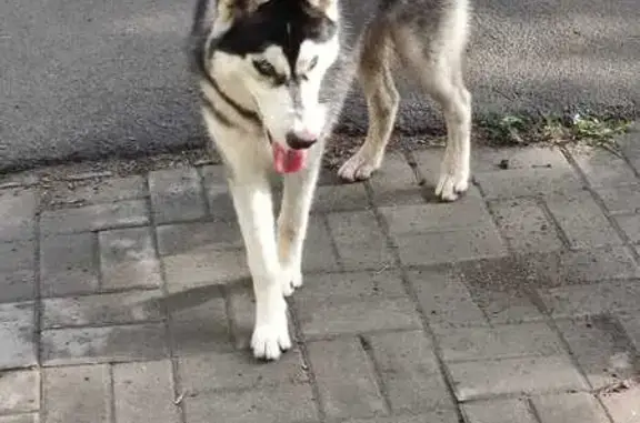 Хаски найдена: ул. Мечникова, 77, Ростов-на-Дону