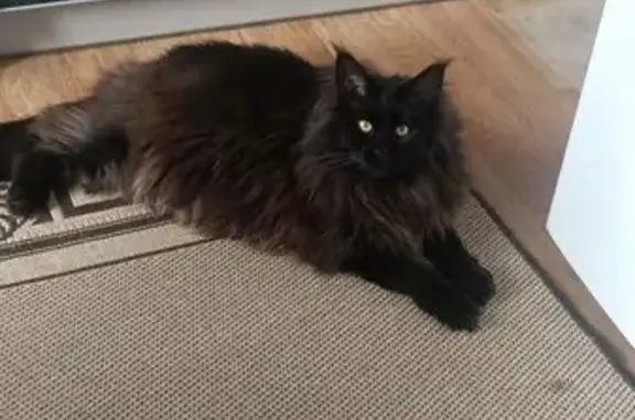 Пропала кошка, Малиновка, 9 линия