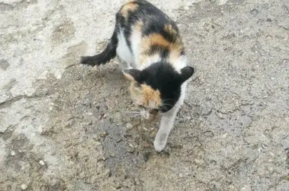 Найдена кошка, Смоленск, фото: Кошка найдена: ул. Нормандия-Неман, 31