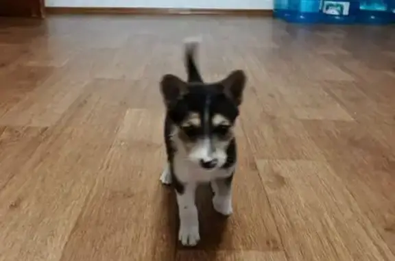 Найдена собака, , фото: Щенок найден: ул. Шашина, 53, Лениногорск