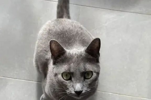 Пропала кошка, Аннинское пос., 57.