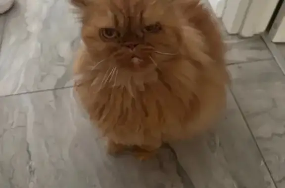Пропала рыжая кошка, Видное, ул. Набережная