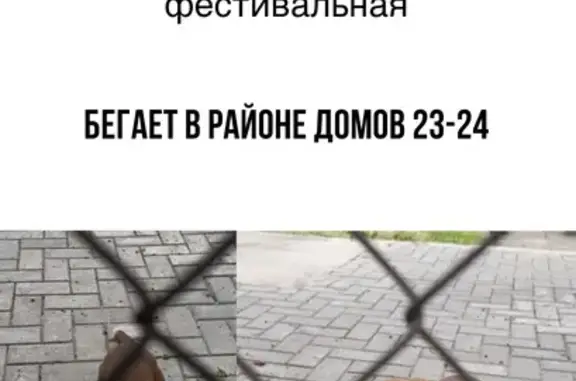 Ласковая собака найдена, Фестивальная, Тула
